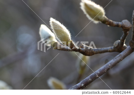 Magnolia flower bud 60912644