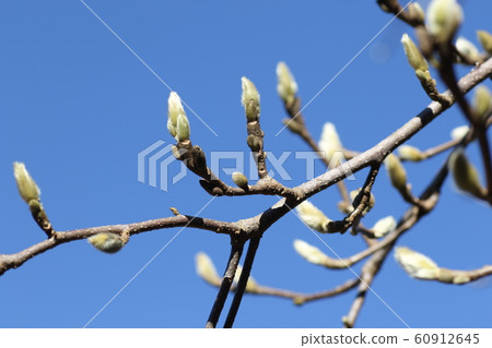 Magnolia flower bud 60912645