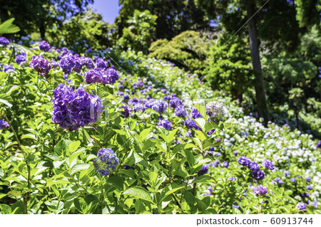 (Mobara City, Chiba Prefecture) hydrangea at Hattori Farm 60913744