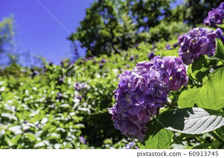 (Mobara City, Chiba Prefecture) hydrangea at Hattori Farm 60913745