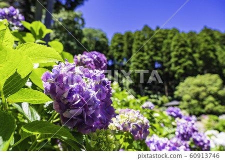 (Mobara City, Chiba Prefecture) hydrangea at Hattori Farm 60913746