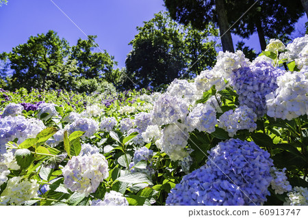 (Mobara City, Chiba Prefecture) hydrangea at Hattori Farm 60913747