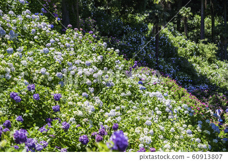 (Mobara City, Chiba Prefecture) hydrangea at Hattori Farm 60913807