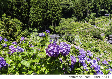(千葉縣茂原市)服部農場的繡球花 (千葉縣茂原市)服部農場的繡球花 60913811