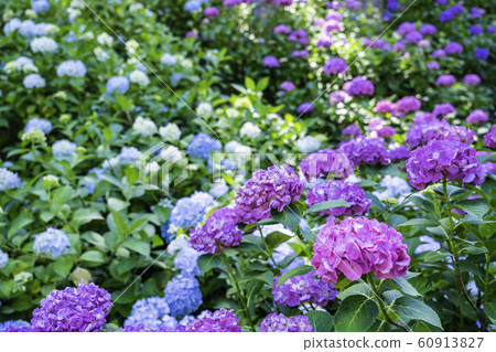 (Mobara City, Chiba Prefecture) hydrangea at Hattori Farm (Mobara City, Chiba Prefecture) hydrangea at Hattori Farm 60913827