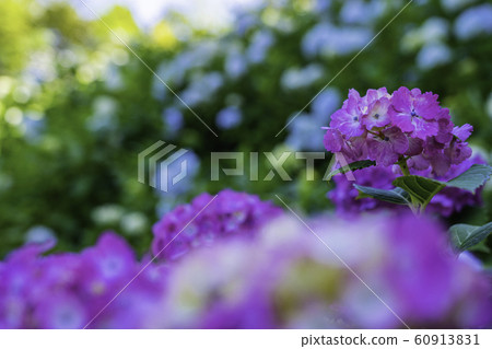 （千葉縣茂原市）服部農場的繡球花 60913831