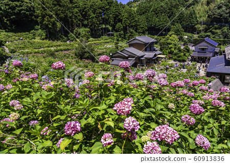 （千葉縣茂原市）服部農場的繡球花 60913836