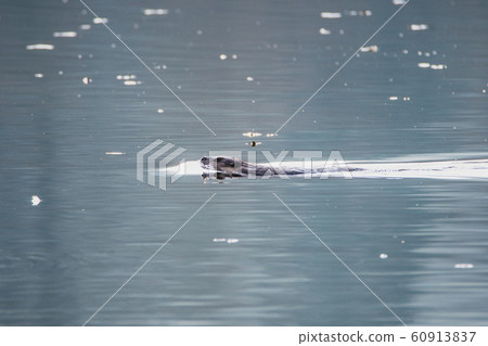 海狸在湖里游泳@溫哥華溫哥華不列顛哥倫比亞省加拿大 60913837