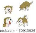 Shiba Inu 60913926