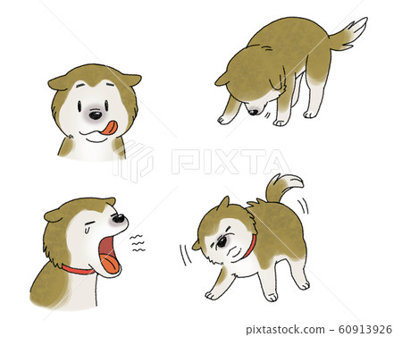 Shiba Inu 60913926