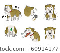 Shiba Inu 60914177
