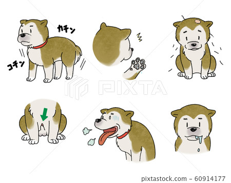 Shiba Inu 60914177