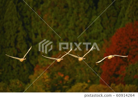 Swan of Tsuruoka Shimoike 60914264