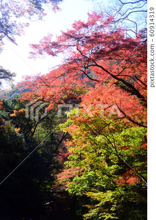 Min山8秋葉 60914319