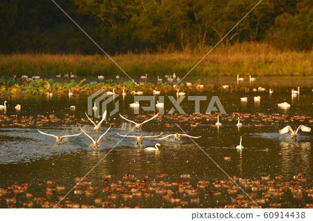 Swan of Tsuruoka Shimoike 60914438