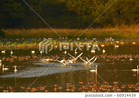 Swan of Tsuruoka Shimoike 60914439