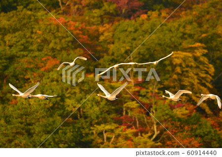 Swan of Tsuruoka Shimoike 60914440