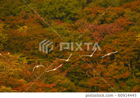 Swan of Tsuruoka Shimoike 60914445