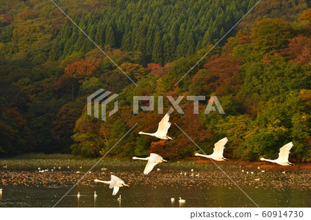 鶴岡Shimoike的天鵝 60914730