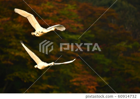 Swan of Tsuruoka Shimoike 60914732