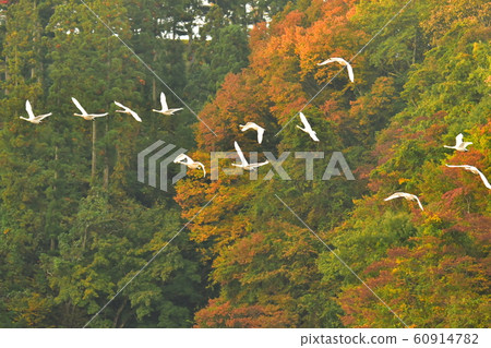 Swan of Tsuruoka Shimoike 60914782