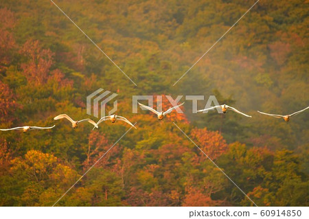 Swan of Tsuruoka Shimoike Swan of Tsuruoka Shimoike 60914850