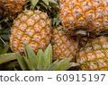 pineapple  60915197