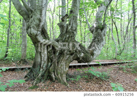 "Candlestick Beech" in Mt. Chokai Natural Forest (Nikaho City, Akita Prefecture) "Candlestick Beech" in Mt. Chokai Natural Forest (Nikaho City, Akita Prefecture) 60915256