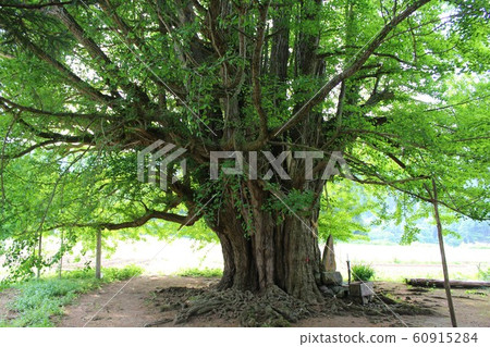 God tree "Ginkgo of Iwadate" in Akita 60915284