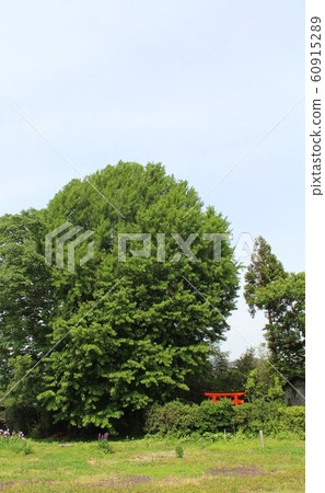 秋田的神樹“石澤館銀杏” 秋田的神樹“石澤館銀杏” 60915289