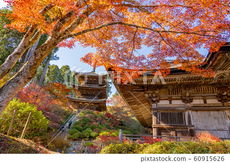 Shiga Prefecture, one of the three mountains of Konan, the main temple and triple tower of Jorakuji Temple with beautiful autumn leaves Shiga Prefecture, one of the three mountains of Konan, the main temple and triple tower of Jorakuji Temple with beautiful autumn leaves 60915626