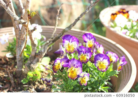 中提琴花盛開 60916050