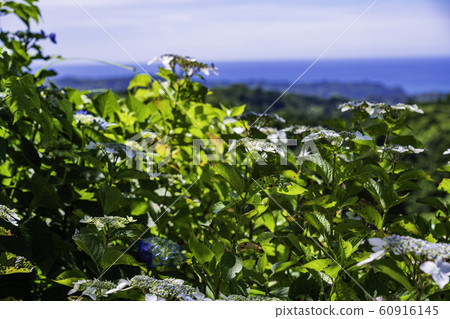 （千葉縣）淺草高原（Myawaoji Temple / Tenraien）看到的太平洋 60916145
