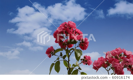 玫瑰 玫瑰 60916174