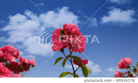 玫瑰 玫瑰 60916176