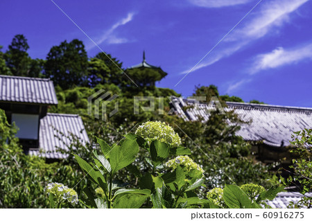 (Chiba Prefecture) Asawabara Kogen Hydrangea at Myohoji Temple/Tenreien (Chiba Prefecture) Asawabara Kogen Hydrangea at Myohoji Temple/Tenreien 60916275