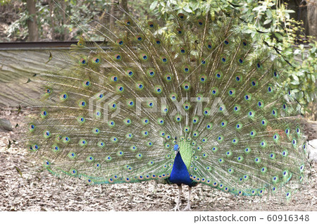 Peacock Indian Peacock Courtship Stock Photo