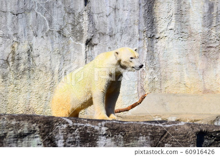 北極熊 北極熊 60916426