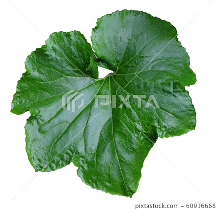 Winter melon green leaf 60916668