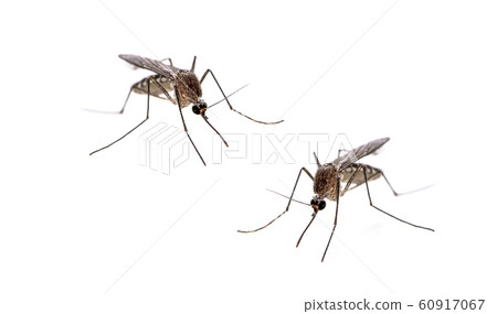 Mosquito isolated on white background 60917067