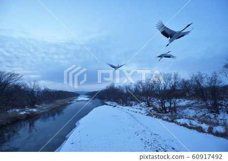 Roosting cranes (Hokkaido) Roosting cranes (Hokkaido) 60917492