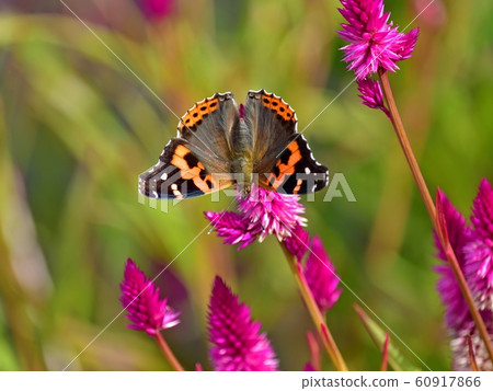 Acatateha sucking on nectar of celosia flower 60917866