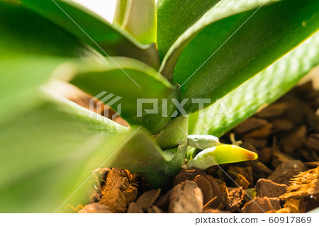 Phalaenopsis orchid growth (rooting) 60917869