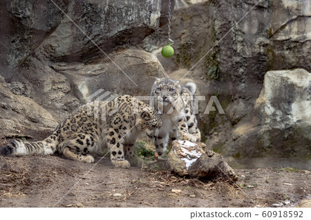 Rocky snow leopard 60918592