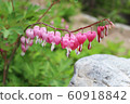 Flower, flowers, pink 60918842