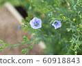 Flower, purple 60918843