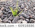 Weeds in the rocky field 60918886