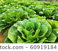 Chinese cabbage cabbage plant 60919184