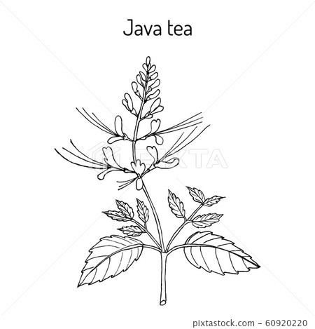 Java tea Orthosiphon stamineus , medicinal plant - Stock Illustration ...