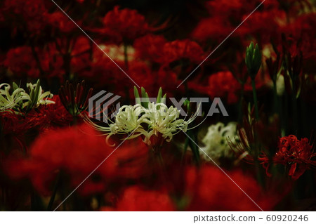 群集孤挺花,manjushage,gotosama的房子,葡萄樹 群集孤挺花,manjushage,gotosama的房子,葡萄樹 60920246